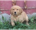Small #5 Golden Retriever