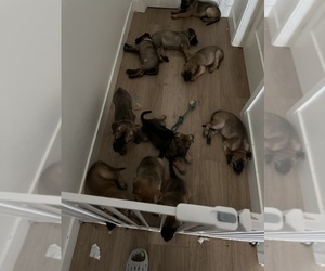 Belgian Malinois-Boerboel Mix Litter for sale in RIVERSIDE, CA, USA