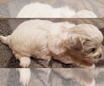 Small Photo #4 Zuchon Puppy For Sale in SHAWNEE, KS, USA