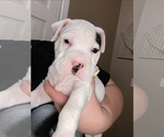 Puppy Champ American Bully