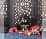 Small #4 Shorkie Tzu