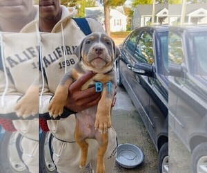 American Pit Bull Terrier Litter for sale in PORTSMOUTH, VA, USA