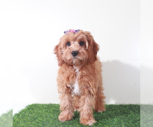 Medium Photo #3 Cavapoo (Miniature) Puppy For Sale in MOUNT VERNON, OH, USA