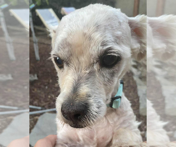 Medium Photo #6 Maltese-Unknown Mix Puppy For Sale in Corona, CA, USA