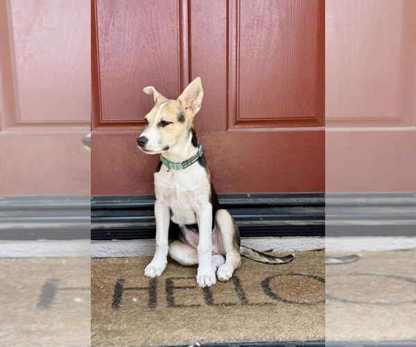 Medium Photo #5 Jack Russell Terrier Puppy For Sale in San Diego, CA, USA