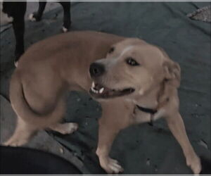 American Pit Bull Terrier-American Staffordshire Terrier Mix Dogs for adoption in San Diego, CA, USA