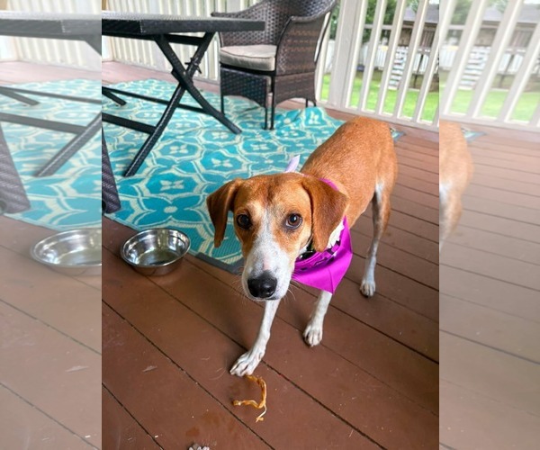 Medium Photo #1 Mutt Puppy For Sale in Woodbury, NY, USA