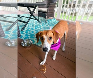 Mutt Dogs for adoption in Woodbury, NY, USA