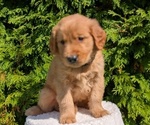 Small #8 Golden Retriever