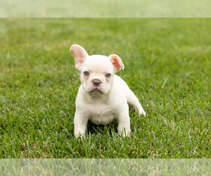 French Bulldog Puppy for sale in NAPPANEE, IN, USA