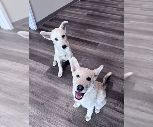 Medium Photo #4 Siberian Husky-Unknown Mix Puppy For Sale in Elmsford, NY, USA