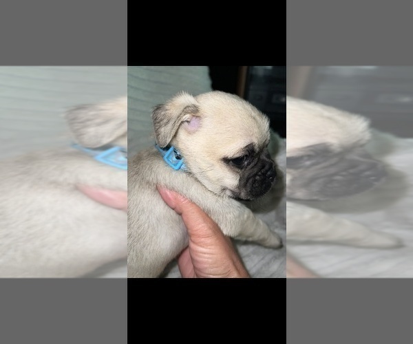 Medium Photo #2 Pug Puppy For Sale in MINERAL RIDGE, OH, USA