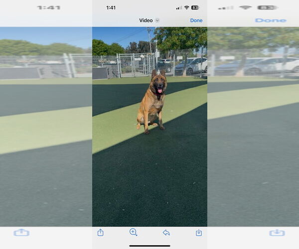 Medium Photo #2 Mutt Puppy For Sale in Woodland Hills, CA, USA