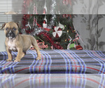 Small #4 American Bully