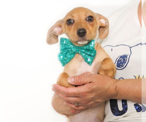 Medium Photo #5 Chiweenie Puppy For Sale in phoenix, AZ, USA