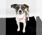 Small #6 Jack Russell Terrier Mix