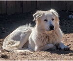 Small #19 Great Pyrenees