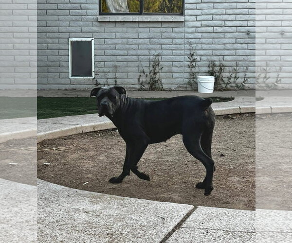 Medium Photo #8 Mutt Puppy For Sale in Goodyear, AZ, USA