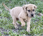Puppy brown male Daniff