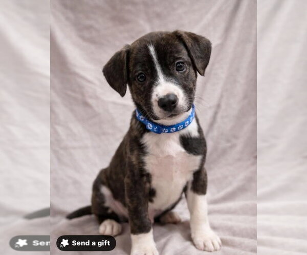 Medium Photo #4 Bogle Puppy For Sale in Aurora, IN, USA