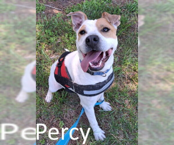 Medium Photo #2 Staffordshire Bull Terrier-Unknown Mix Puppy For Sale in Mountain View, AR, USA