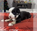 Small Photo #68 Australian Shepherd Puppy For Sale in SALISBURY, NC, USA