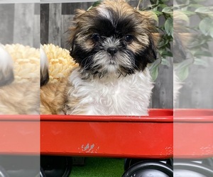 Shih Tzu Puppy for sale in CANOGA, NY, USA