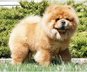 Father of the Chow Chow puppies born on 12/11/2020
