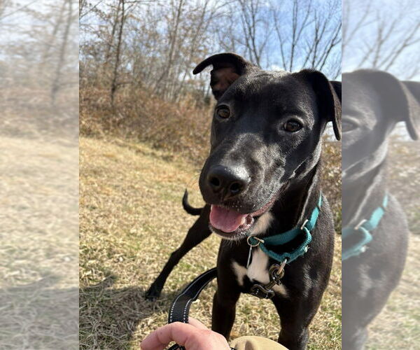 Medium Photo #4 Mutt Puppy For Sale in Candler, NC, USA