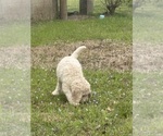 Small Photo #2 Goldendoodle Puppy For Sale in MILLRY, AL, USA