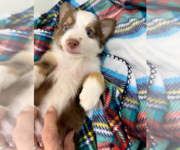 Medium Photo #2 Miniature Australian Shepherd Puppy For Sale in EXETER, MO, USA