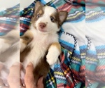 Small #1 Miniature Australian Shepherd