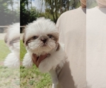 Gizzy - Male Shih Tzu Puppy for Sale - Small photo