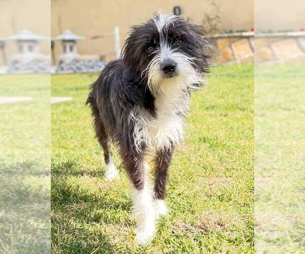 Medium Photo #5 Mutt Puppy For Sale in Corona, CA, USA