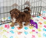 Small #1 ShihPoo