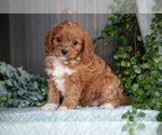 Small Photo #9 Cavapoo Puppy For Sale in MILLERSBURG, OH, USA