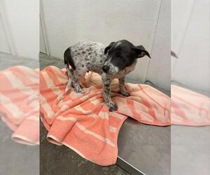 Labrador Retriever-Unknown Mix Dogs for adoption in Rosenberg, TX, USA