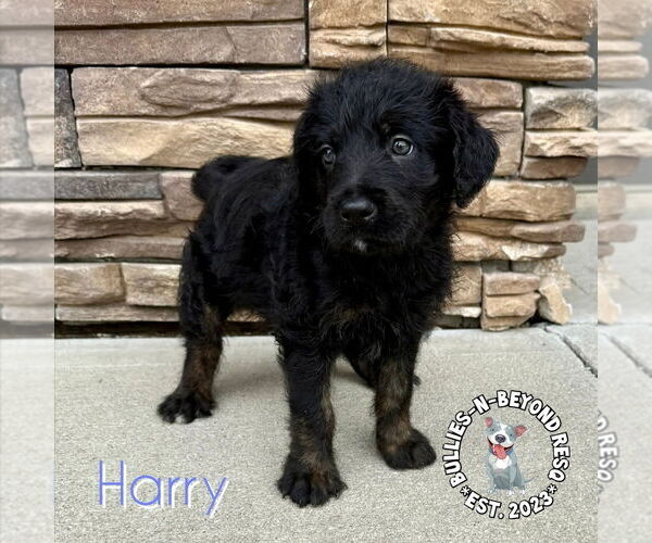 Medium Photo #2 Rottle Puppy For Sale in Omaha, NE, USA