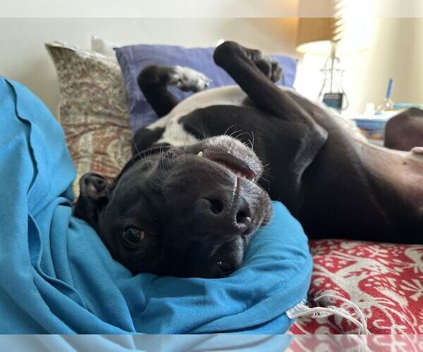 Medium Photo #4 Labrador Retriever-Unknown Mix Puppy For Sale in Elmsford, NY, USA