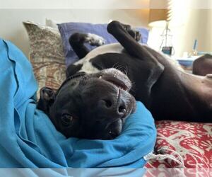 Otis - Male Labrador Retriever-Unknown Mix Dog for Adoption - Photo #4