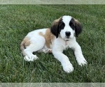 Puppy Bella Saint Bernard