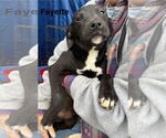 Small #1 American Pit Bull Terrier Mix