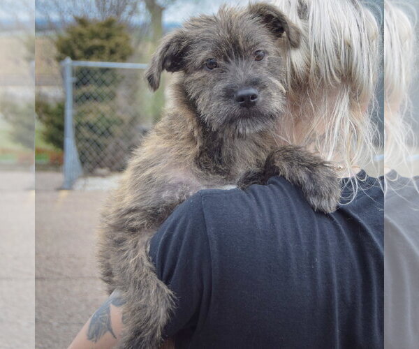 Medium Photo #5 Labrador Retriever-Unknown Mix Puppy For Sale in Huntley, IL, USA