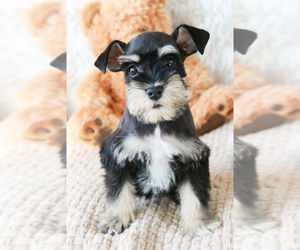 Schnauzer (Miniature) Puppy for sale in SYRACUSE, IN, USA
