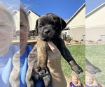 Puppy Blue Mastador