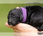 Small Photo #2 Goldendoodle-Poodle (Standard) Mix Puppy For Sale in HANSKA, MN, USA