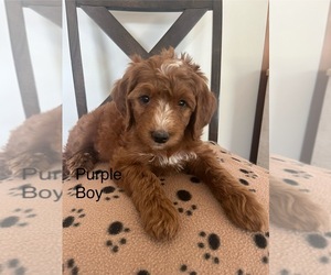 Irish Doodle-Miniature Bernedoodle Mix Litter for sale in SEVERANCE, CO, USA
