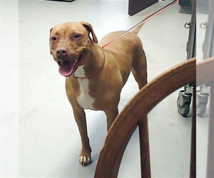 Unknown-Vizsla Mix Dogs for adoption in Fayetteville, NC, USA