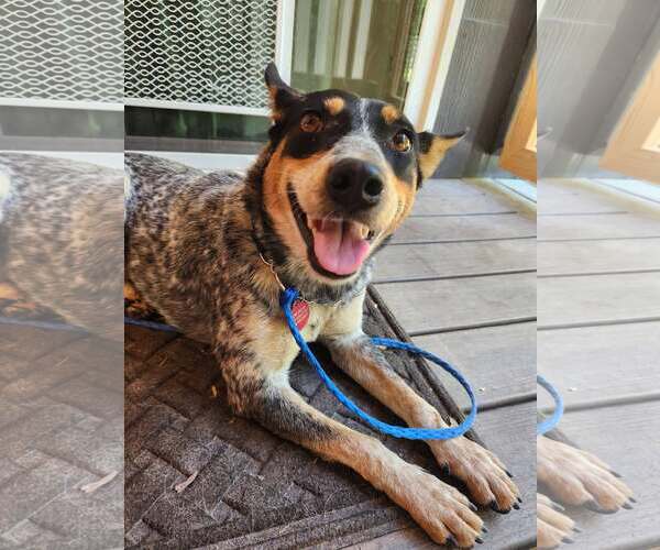 Medium Photo #1 Mutt Puppy For Sale in Paso Robles, CA, USA