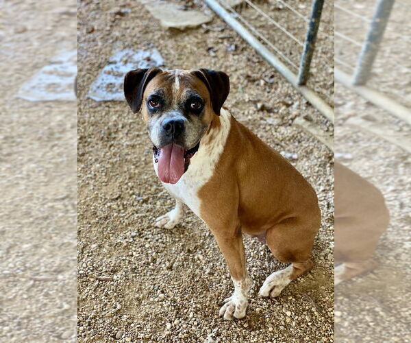 Medium Photo #9 Boxer Puppy For Sale in Austin, TX, USA
